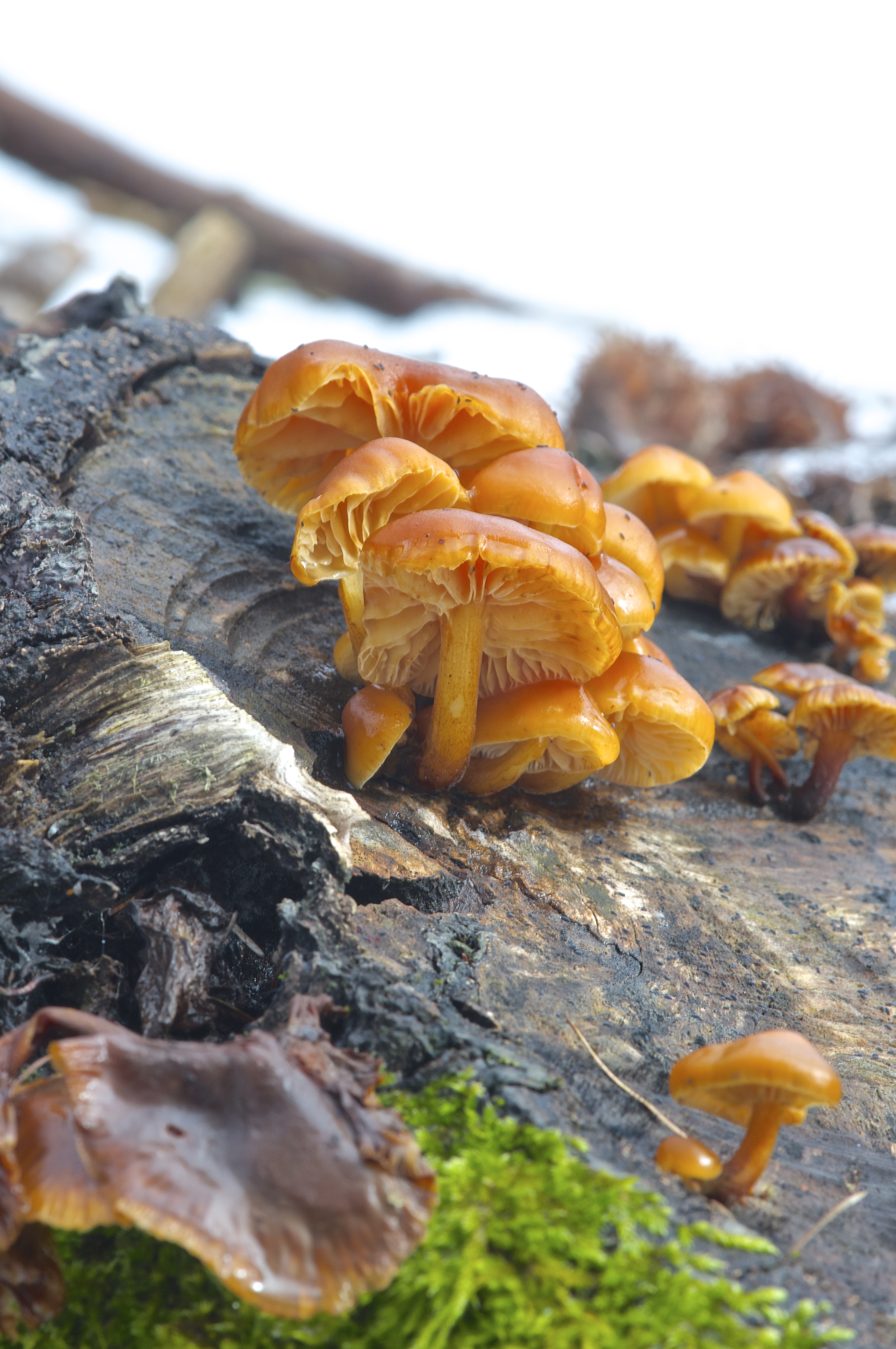 funghi del legno.