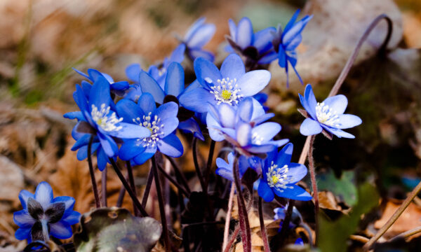 Anemone Blu.(Hepatica Nobilis).