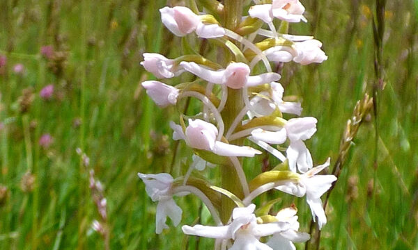 Orchidea delle zanzare (Gymnadenia conopsea)forma cromatica chiara.