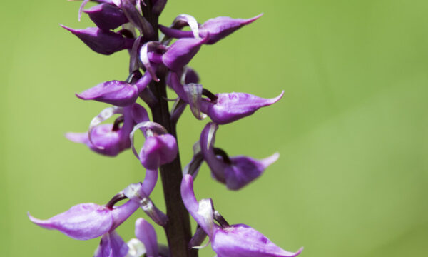 Orchidea maschia,caprino(Orchis mascula var.speciosa Mutel 1836.)