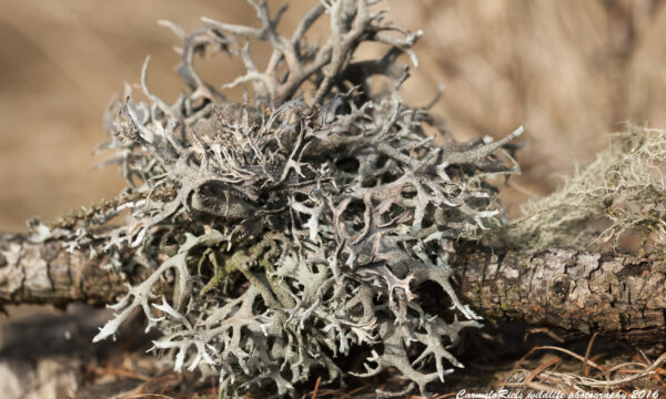 lichene delle conifere(Pseudovernia furfuracea).