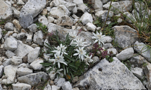 Stella alpina(Leontopodium alpinum)