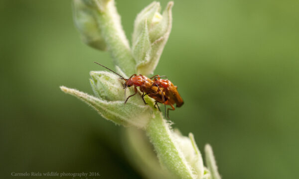 Rosso comune,soldato beetle(Rhagonycha fulva)Scopoli 1763.