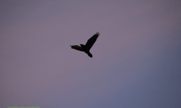 Corvo imperiale(Corvus corax Linneaus 1758)con luce dell’alba in silhouette