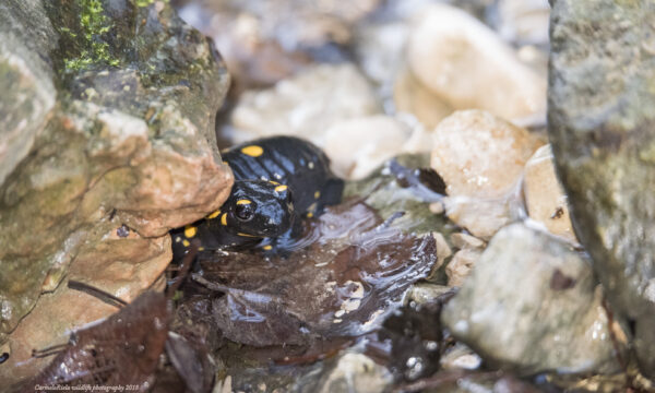 Salamandra semi nascosta nel torrente.